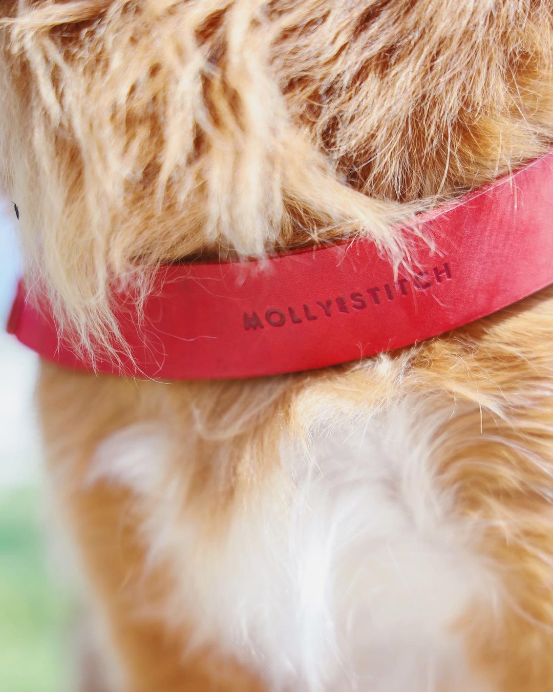 Butter Leder Hundegeschirr - Chili Rot
