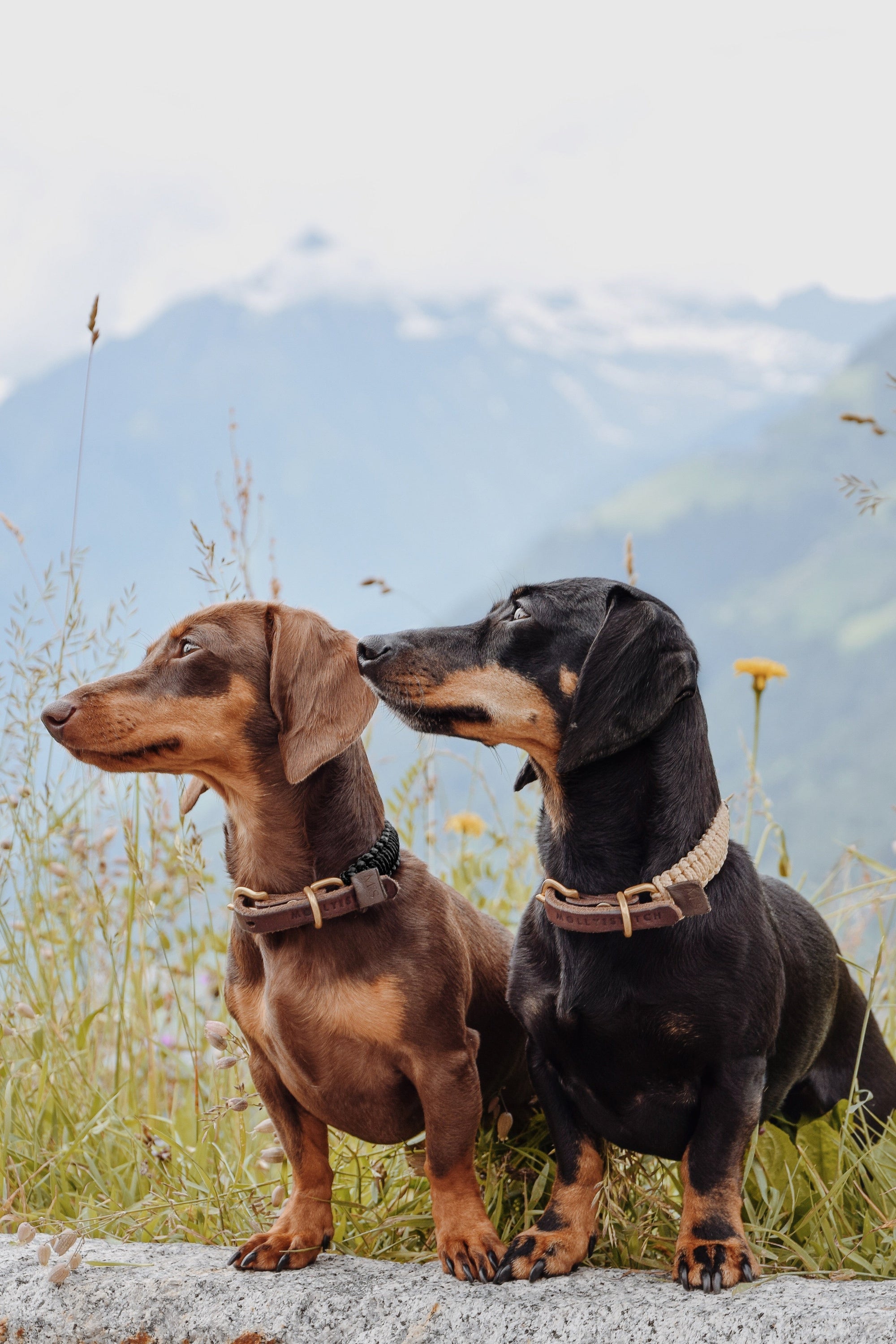 Touch of Leather Hundehalsband - Beige