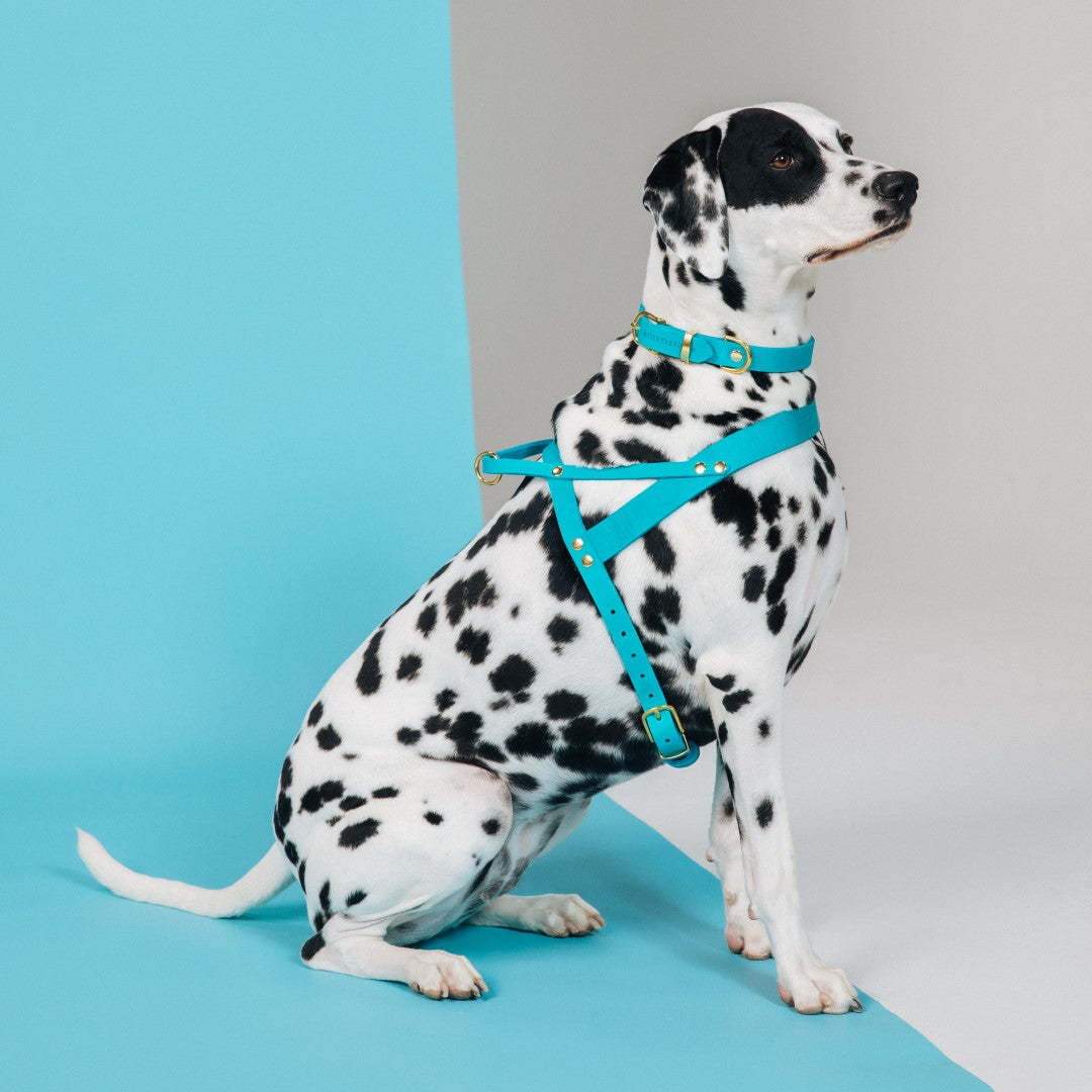 Butter Leder Hundehalsband - Fiji Blau