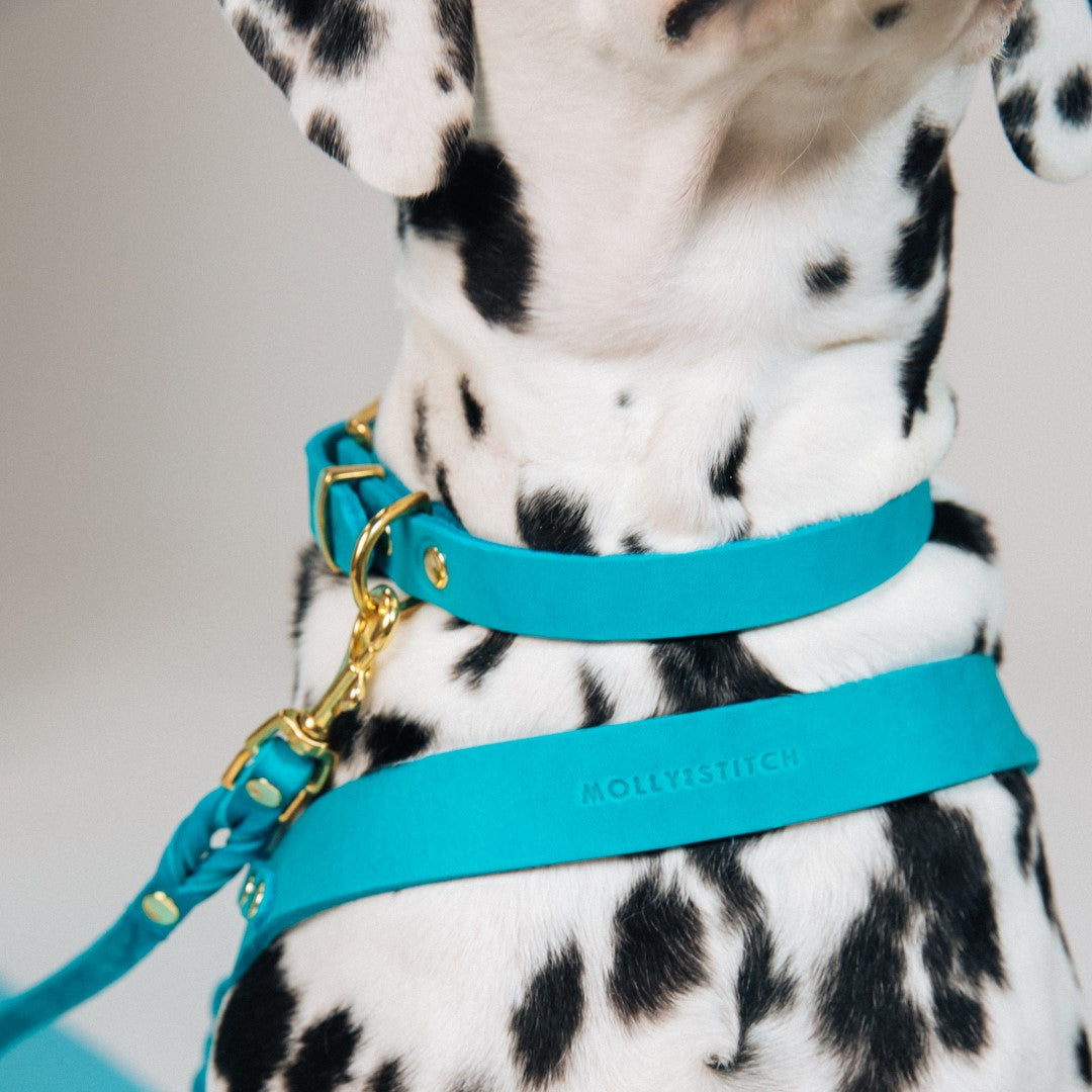 Butter Leder Hundehalsband - Fiji Blau