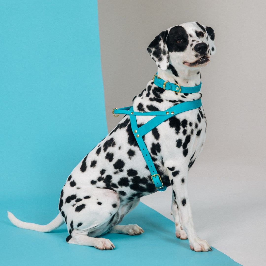 Butter Leder Hundegeschirr - Fiji Blau