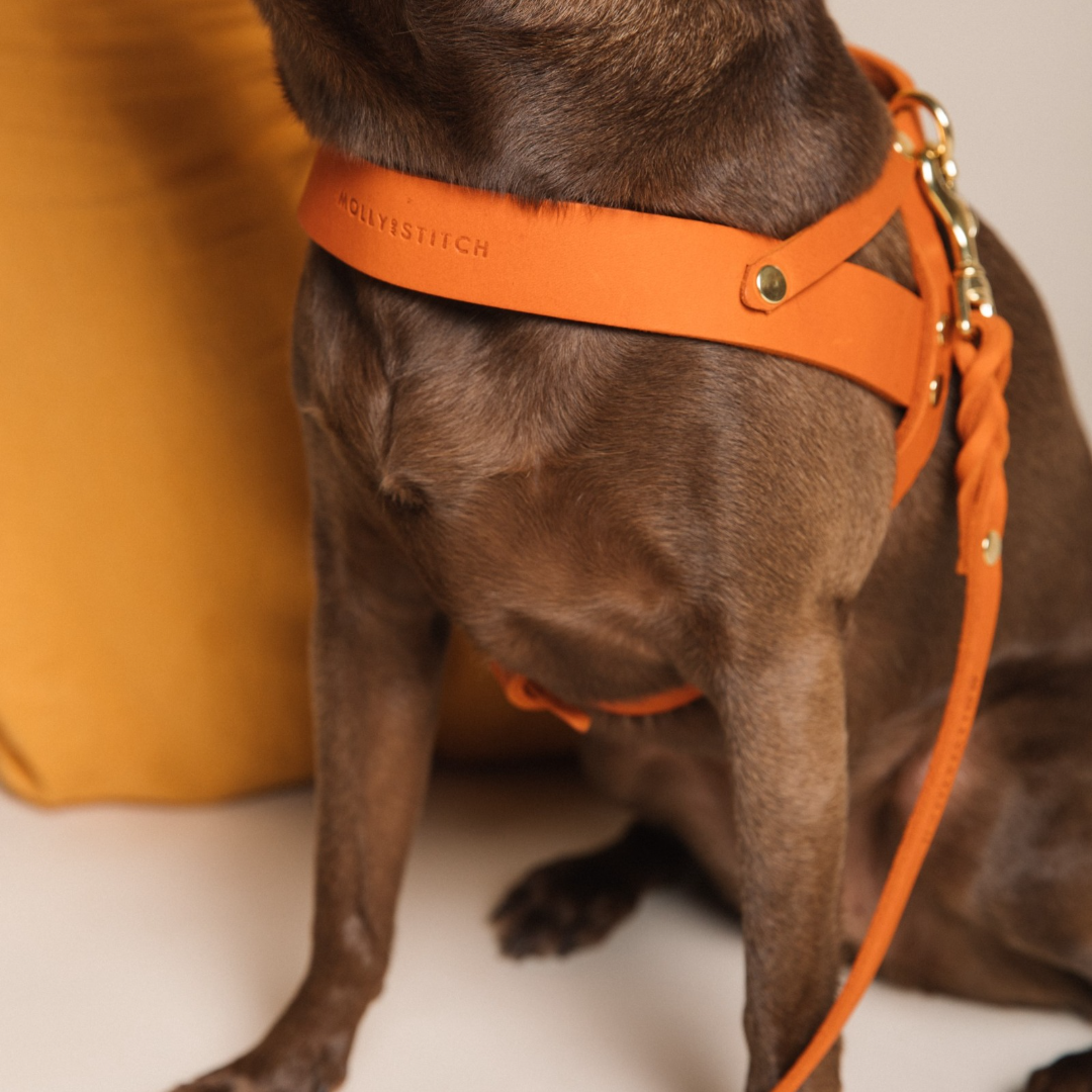Butter Leder Hundegeschirr - Mango