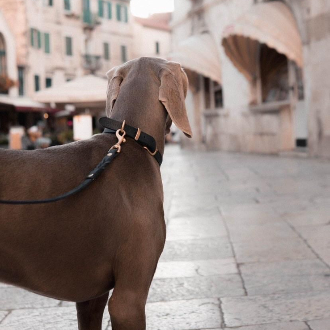 Butter Leder Hundehalsband - Klassisch Braun