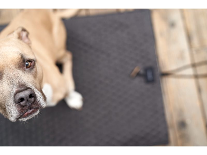 Honeycomb Hunde-Reisematte - Anthrazit