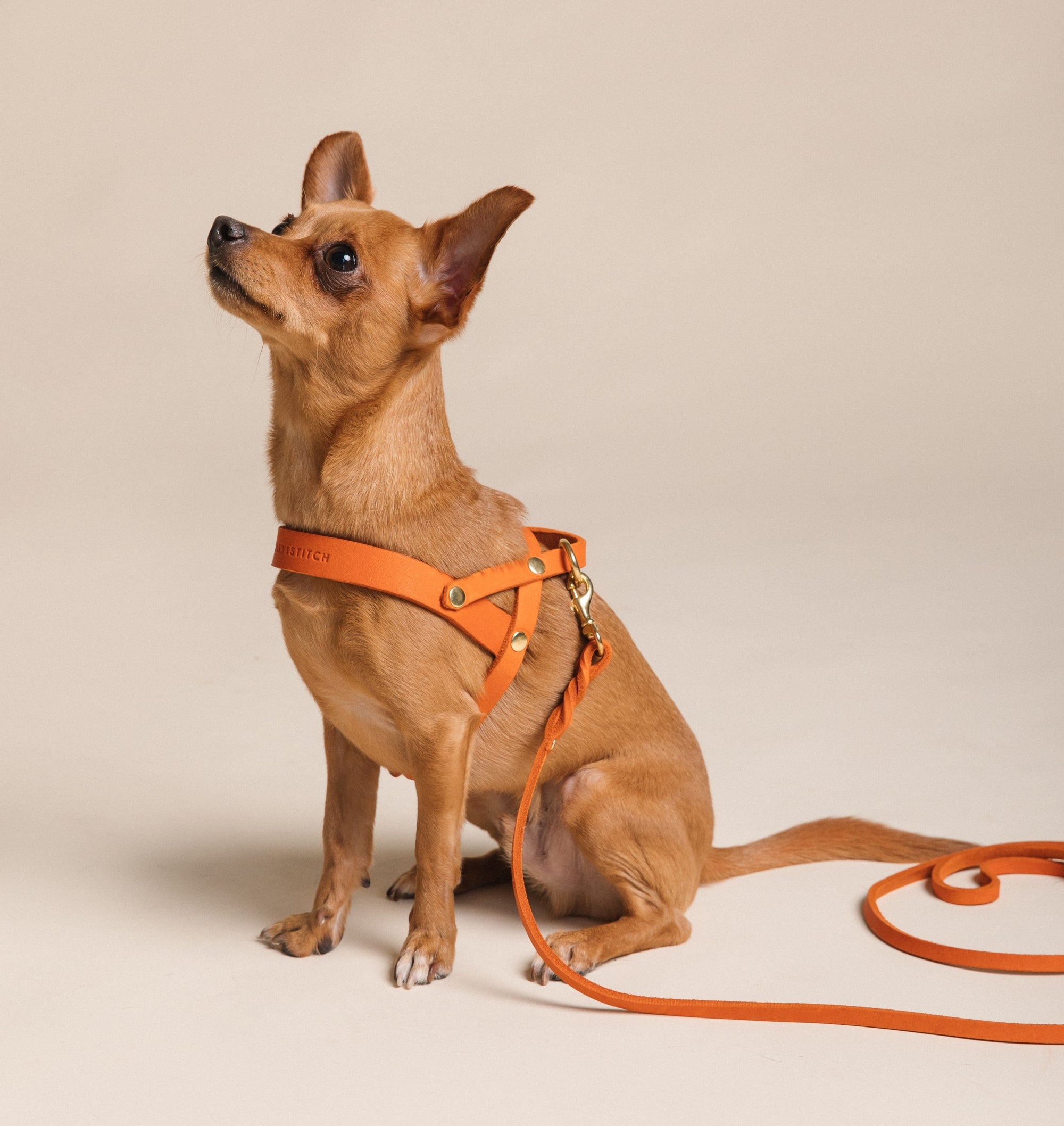 Butter Leder Hundegeschirr - Mango