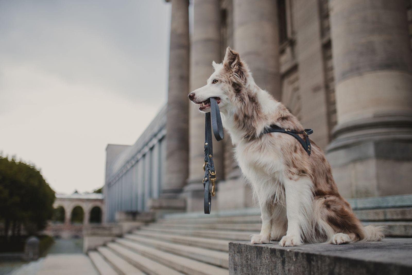 Butter Leather Dog Harness - Timeless Gray - Molly and Stitch GmbH