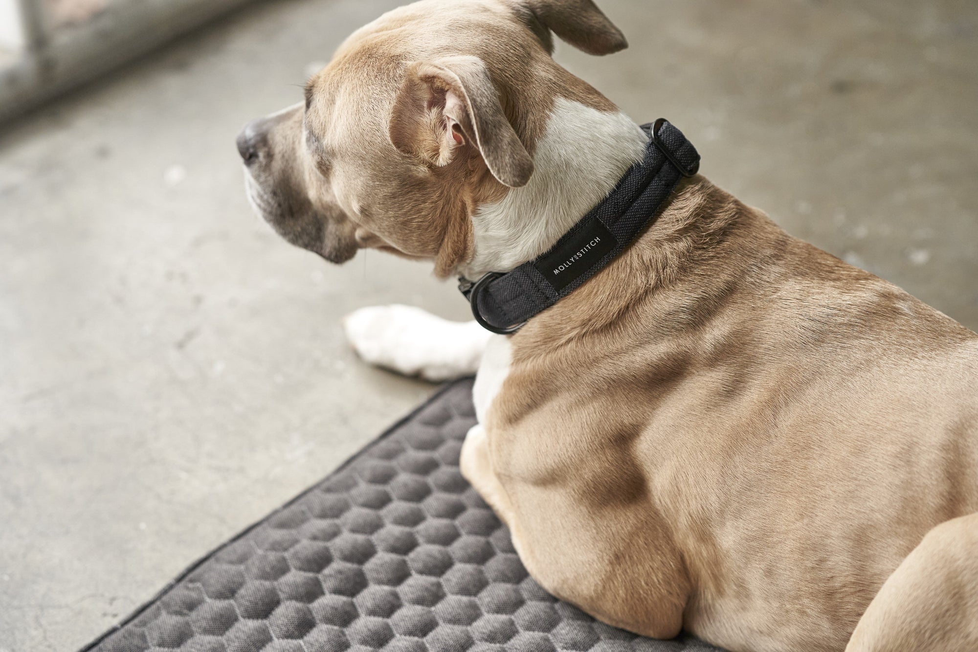 Honeycomb Hunde-Reisematte - Grau