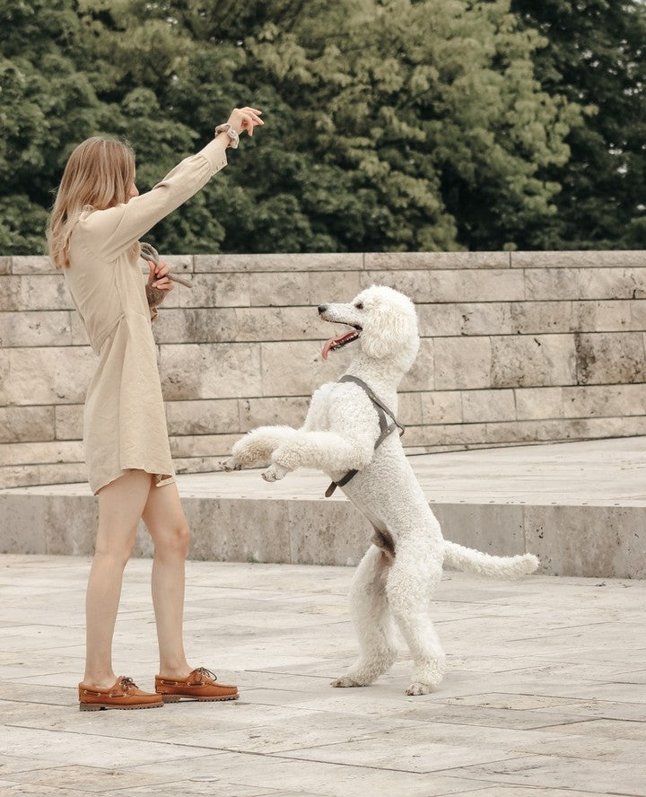 Butter Leder Hundegeschirr - Zeitloses Grau