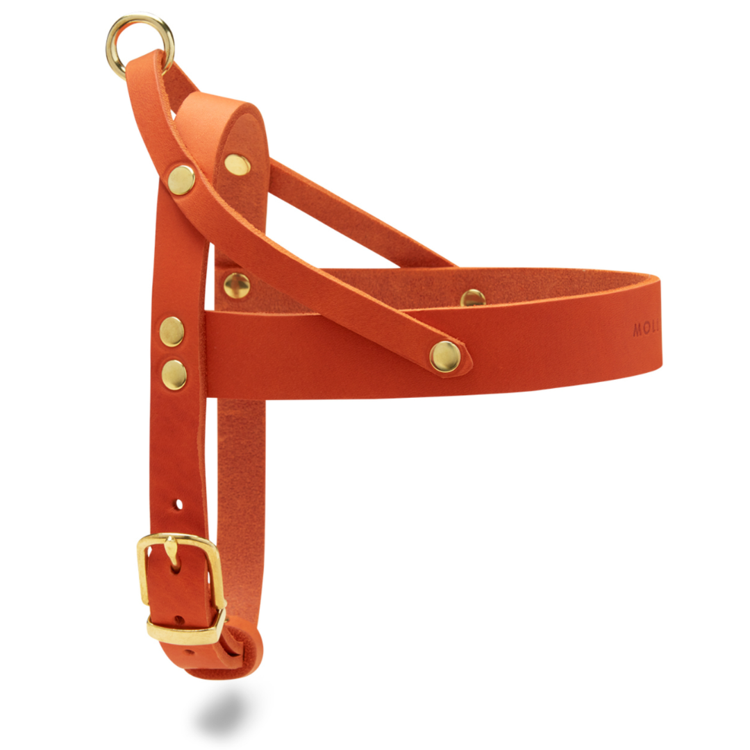 Butter Leder Hundegeschirr - Mango