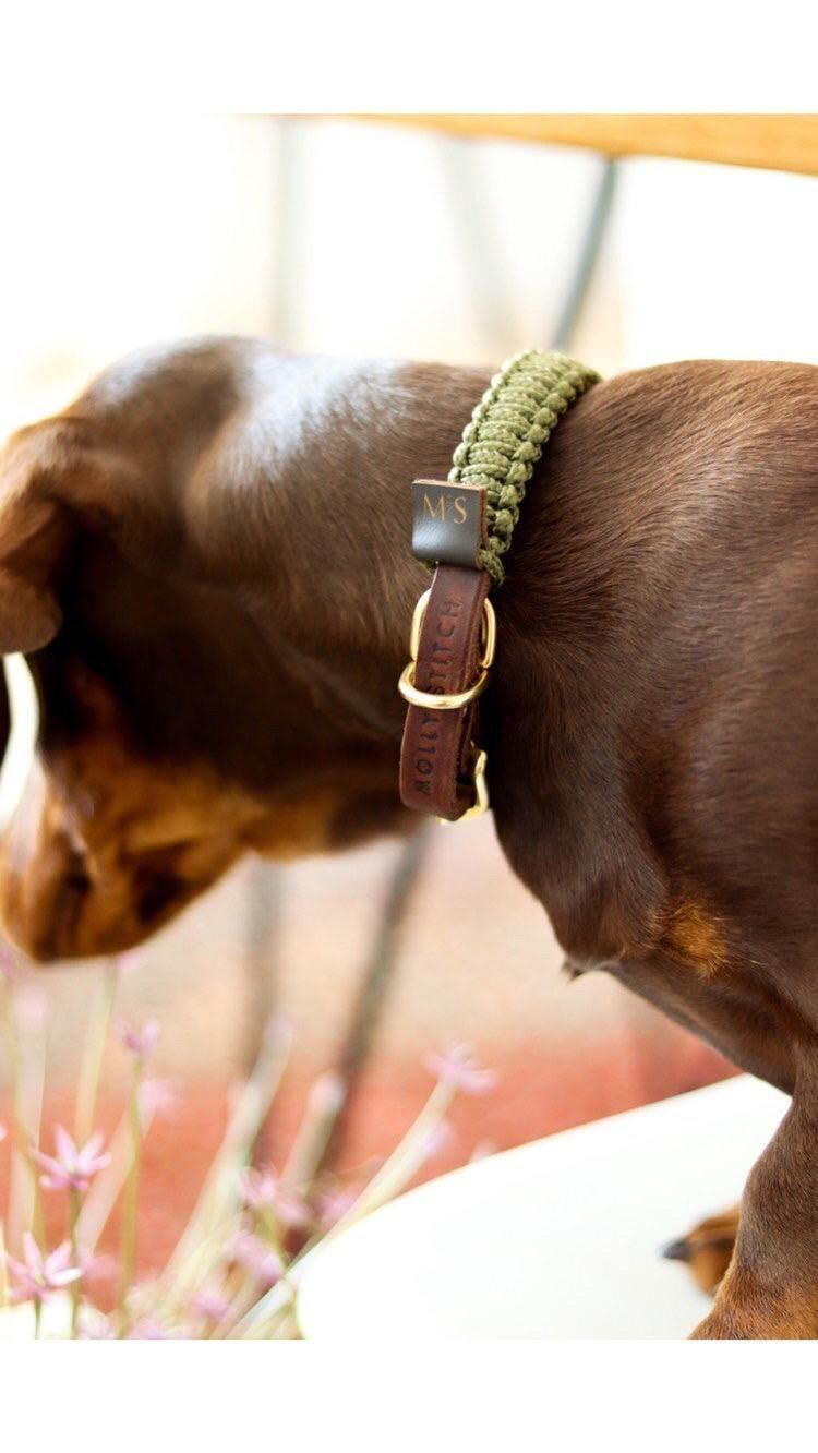 Touch of Leather Dog Collar - Military - Molly and Stitch GmbH